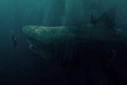 Loading The Meg Pics 3 -    3    ...